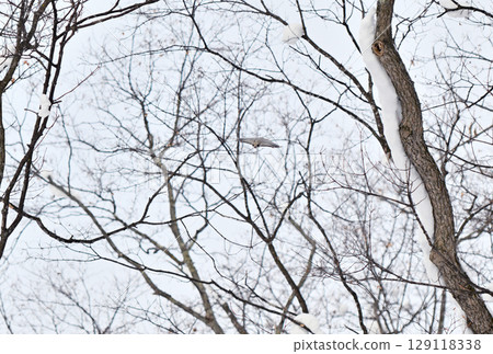 白天,一隻西伯利亞飛鼠在北海道一座冬季公園飛過白雪覆蓋的樹林 白天,一隻西伯利亞飛鼠在北海道一座冬季公園飛過白雪覆蓋的樹林 129118338