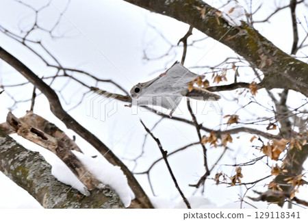 白天,一隻西伯利亞飛鼠在北海道一座冬季公園飛過白雪覆蓋的樹林 白天,一隻西伯利亞飛鼠在北海道一座冬季公園飛過白雪覆蓋的樹林 129118341