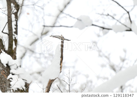 白天,一隻西伯利亞飛鼠在北海道一座冬季公園飛過白雪覆蓋的樹林 白天,一隻西伯利亞飛鼠在北海道一座冬季公園飛過白雪覆蓋的樹林 129118347
