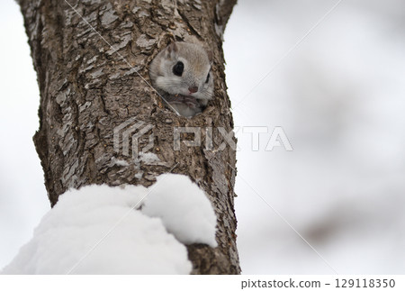 A Siberian flying squirrel peeking out of its tree hole in a winter park in Hokkaido 129118350