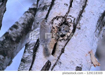 北海道一座冬季公園裡，一隻雄性西伯利亞飛鼠正接近樹洞裡的一隻雌性飛鼠 129118389