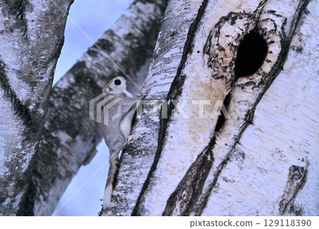 北海道一座冬季公園裡，一隻雄性西伯利亞飛鼠正接近樹洞裡的一隻雌性飛鼠 129118390
