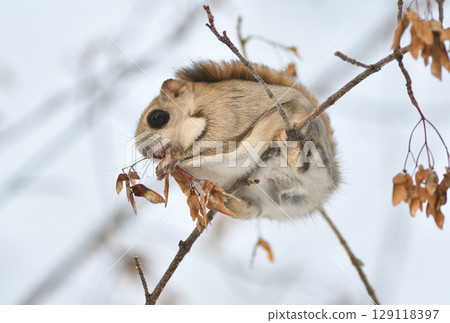 A Siberian flying squirrel sits on a branch and eats maple seeds during the day in a park in Hokkaido A Siberian flying squirrel sits on a branch and eats maple seeds during the day in a park in Hokkaido 129118397