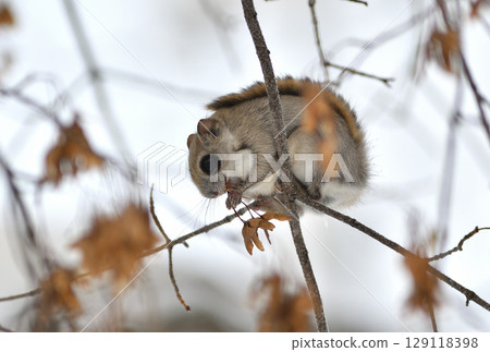 A Siberian flying squirrel sits on a branch and eats maple seeds during the day in a park in Hokkaido A Siberian flying squirrel sits on a branch and eats maple seeds during the day in a park in Hokkaido 129118398