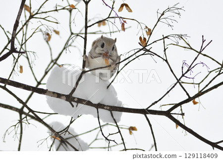 A Siberian flying squirrel sits on a branch and eats maple seeds during the day in a park in Hokkaido 129118409