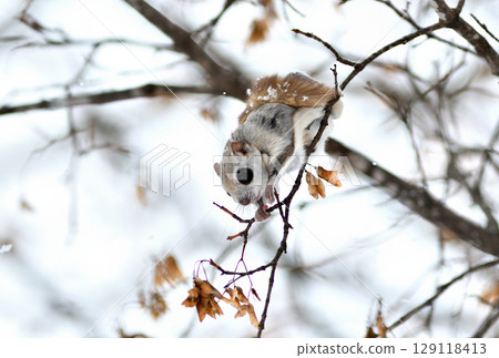 A Siberian flying squirrel sits on a branch and eats maple seeds during the day in a park in Hokkaido A Siberian flying squirrel sits on a branch and eats maple seeds during the day in a park in Hokkaido 129118413