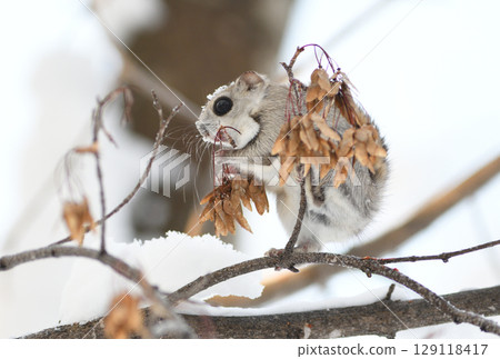 A Siberian flying squirrel sits on a branch and eats maple seeds during the day in a park in Hokkaido A Siberian flying squirrel sits on a branch and eats maple seeds during the day in a park in Hokkaido 129118417