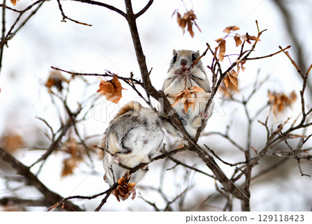 Two Siberian flying squirrels sitting on a branch eating maple seeds during the day in a park in Hokkaido 129118423