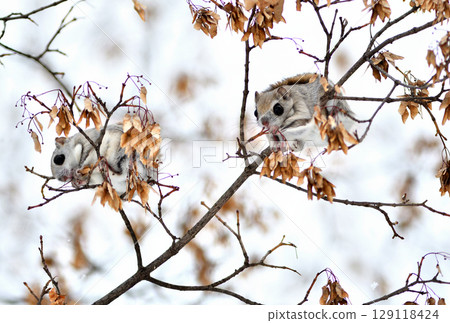 Two Siberian flying squirrels sitting on a branch eating maple seeds during the day in a park in Hokkaido Two Siberian flying squirrels sitting on a branch eating maple seeds during the day in a park in Hokkaido 129118424