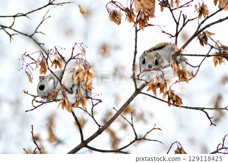 Two Siberian flying squirrels sitting on a branch eating maple seeds during the day in a park in Hokkaido Two Siberian flying squirrels sitting on a branch eating maple seeds during the day in a park in Hokkaido 129118425