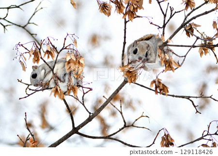 Two Siberian flying squirrels sitting on a branch eating maple seeds during the day in a park in Hokkaido Two Siberian flying squirrels sitting on a branch eating maple seeds during the day in a park in Hokkaido 129118426