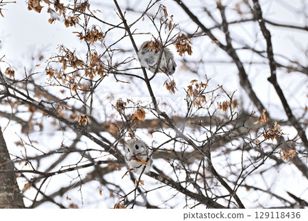 北海道一座公園裡,兩隻西伯利亞飛鼠白天坐在樹枝上吃楓樹種子 北海道一座公園裡,兩隻西伯利亞飛鼠白天坐在樹枝上吃楓樹種子 129118436
