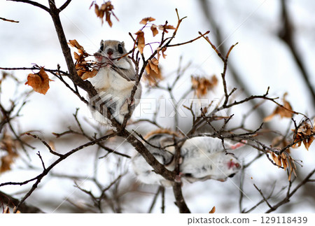 Two Siberian flying squirrels sitting on a branch eating maple seeds during the day in a park in Hokkaido 129118439