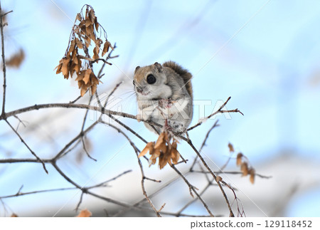 在陽光明媚的日子裡，日本北海道的一座公園裡，一隻西伯利亞飛鼠坐在樹枝上吃楓樹種子 129118452