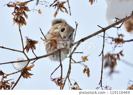 A Siberian flying squirrel sits on a branch and eats maple seeds during a sunny day in a park in Hokkaido, Japan 129118469