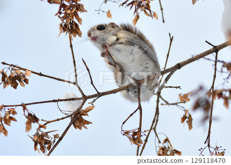 A Siberian flying squirrel sits on a branch and eats maple seeds during a sunny day in a park in Hokkaido, Japan 129118470