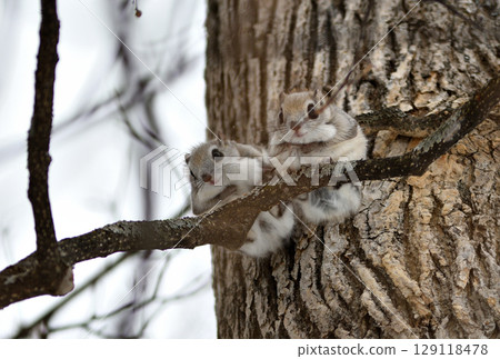 Two Siberian flying squirrels sitting side by side on a branch during the day in a winter park in Hokkaido 129118478
