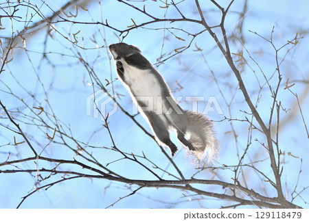 Hokkaido squirrel jumping from a branch in a winter park in Hokkaido 129118479