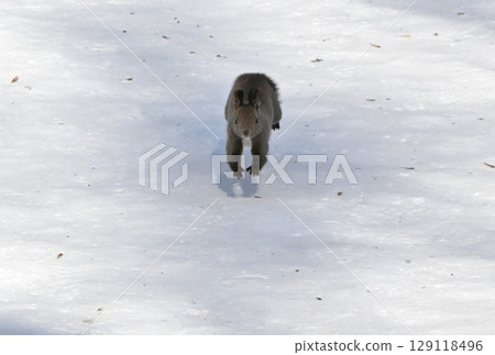 北海道冬季公園裡，一隻北海道松鼠在雪地上向鏡頭跑來 129118496