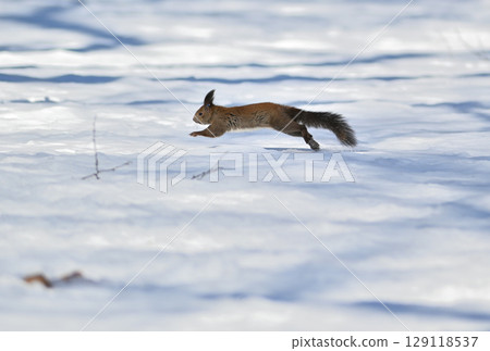 A Hokkaido squirrel running across the snow in a winter park in Hokkaido 129118537