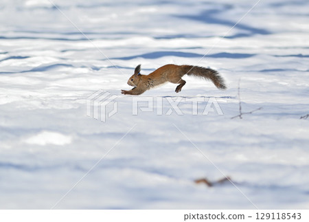A Hokkaido squirrel running across the snow in a winter park in Hokkaido 129118543