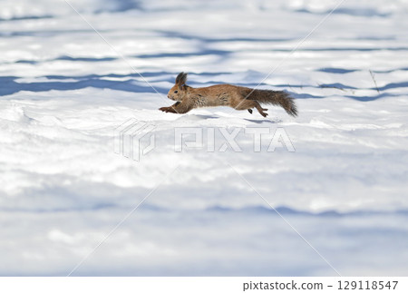 A Hokkaido squirrel running across the snow in a winter park in Hokkaido 129118547