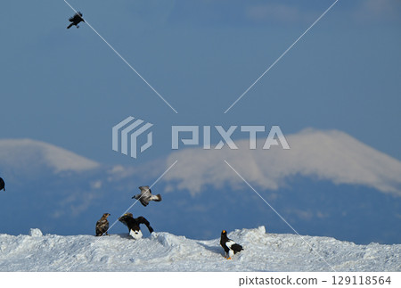 Steller's sea eagles perched on the snow in Rausu, Hokkaido, and the snowy mountains of Kunashiri Island 129118564
