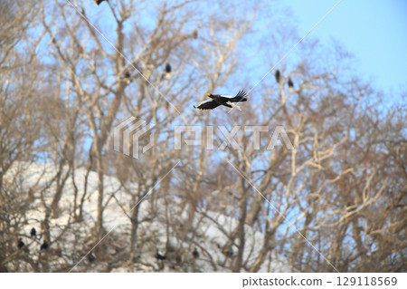 A Steller's sea eagle flies in front of an eagle tree in Rausu, Hokkaido 129118569