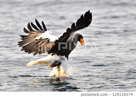A Steller's sea eagle catches a fish on the surface of the sea off the coast of Rausu, Hokkaido A Steller's sea eagle catches a fish on the surface of the sea off the coast of Rausu, Hokkaido 129118574