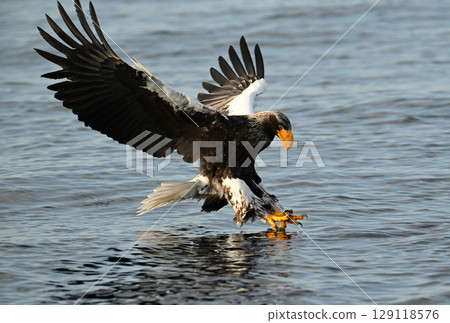 A Steller's sea eagle catches a fish on the surface of the sea off the coast of Rausu, Hokkaido A Steller's sea eagle catches a fish on the surface of the sea off the coast of Rausu, Hokkaido 129118576