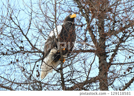 A Steller's sea eagle perched on a coniferous tree in Rausu, Hokkaido 129118581