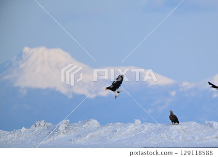 A Steller's sea eagle flying over the snow in Rausu, Hokkaido, and the snowy mountains of Kunashiri Island 129118588