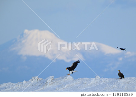 A Steller's sea eagle flying over the snow in Rausu, Hokkaido, and the snowy mountains of Kunashiri Island 129118589
