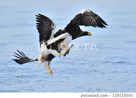 Two Steller's sea eagles attempting to catch a fish at the same time in the ocean off the coast of Rausu, Hokkaido. Two Steller's sea eagles attempting to catch a fish at the same time in the ocean off the coast of Rausu, Hokkaido. 129118593