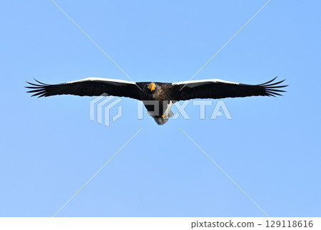 A Steller's sea eagle flying early in the morning in Rausu, Hokkaido 129118616