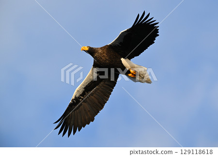 A Steller's sea eagle flying early in the morning in Rausu, Hokkaido A Steller's sea eagle flying early in the morning in Rausu, Hokkaido 129118618