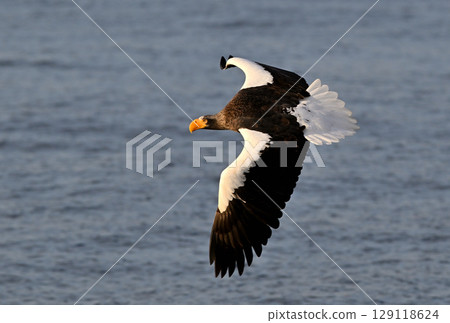 A Steller's sea eagle flying early in the morning in Rausu, Hokkaido A Steller's sea eagle flying early in the morning in Rausu, Hokkaido 129118624