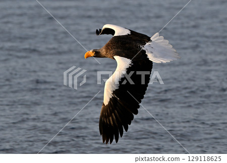 A Steller's sea eagle flying early in the morning in Rausu, Hokkaido A Steller's sea eagle flying early in the morning in Rausu, Hokkaido 129118625