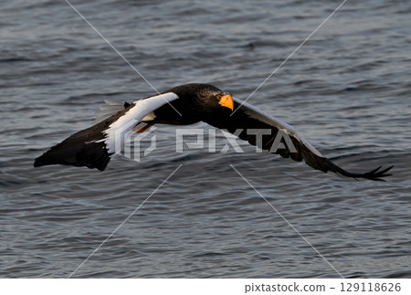 A Steller's sea eagle flying early in the morning in Rausu, Hokkaido 129118626