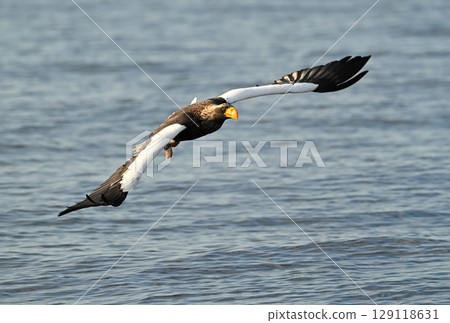 A Steller's sea eagle flying early in the morning in Rausu, Hokkaido 129118631