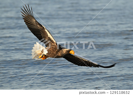 A Steller's sea eagle flying early in the morning in Rausu, Hokkaido 129118632