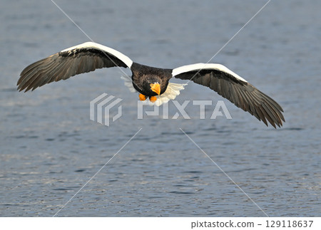 A Steller's sea eagle flying early in the morning in Rausu, Hokkaido 129118637
