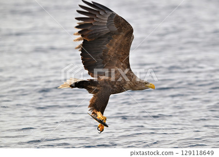 A white-tailed eagle catches a fish on the surface of the sea off the coast of Rausu, Hokkaido A white-tailed eagle catches a fish on the surface of the sea off the coast of Rausu, Hokkaido 129118649