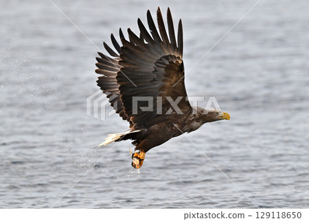 A white-tailed eagle catches a fish on the surface of the sea off the coast of Rausu, Hokkaido A white-tailed eagle catches a fish on the surface of the sea off the coast of Rausu, Hokkaido 129118650