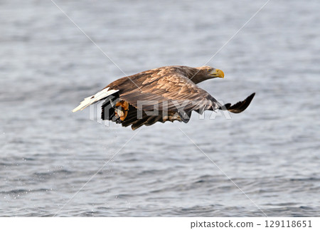A white-tailed eagle catches a fish on the surface of the sea off the coast of Rausu, Hokkaido A white-tailed eagle catches a fish on the surface of the sea off the coast of Rausu, Hokkaido 129118651