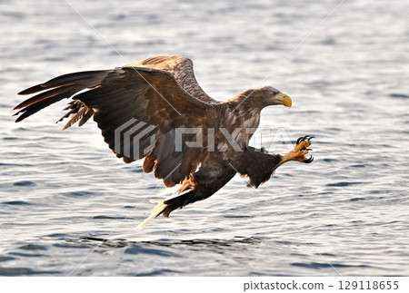 A white-tailed eagle catches a fish on the surface of the sea off the coast of Rausu, Hokkaido A white-tailed eagle catches a fish on the surface of the sea off the coast of Rausu, Hokkaido 129118655