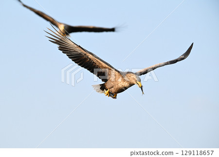 A white-tailed eagle eating a fish caught off the coast of Rausu, Hokkaido A white-tailed eagle eating a fish caught off the coast of Rausu, Hokkaido 129118657
