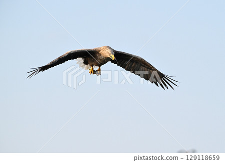 A white-tailed eagle eating a fish caught off the coast of Rausu, Hokkaido 129118659