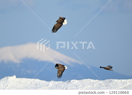 A flock of white-tailed eagles flying over the snow in Rausu Town, Hokkaido, and the snowy mountains of Kunashiri Island 129118668