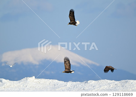 一群白尾海鵰在北海道羅臼町的雪地上飛翔，以及在國後島的雪山上飛翔 129118669